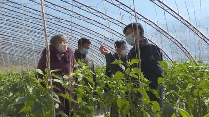 子長(zhǎng)蔬菜開發(fā)中心 穩(wěn)防控、強(qiáng)技術(shù)、保供應(yīng)，全力守護(hù)“菜籃子”安全